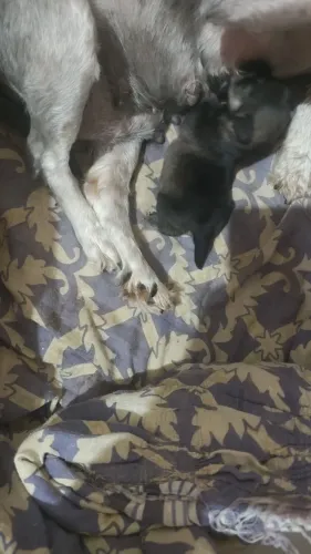 Troco filhote de schnauzer macho por Spitz alemão