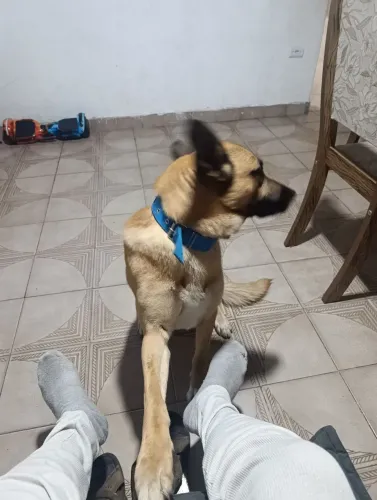 Doação pastor belga 2 anos e super dócil