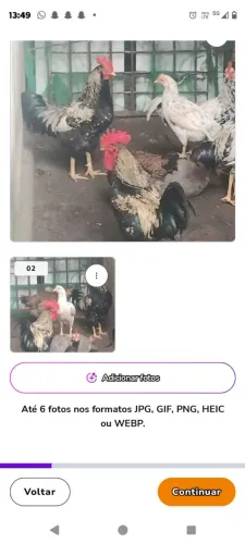 Vendo três galos de raça cada um custa 60 mas levando os três faço até 130