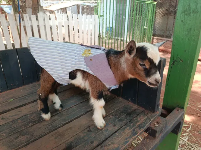 Mini cabrito tricolor disponível pra venda