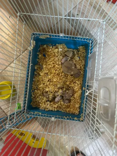 Filhotes de Hamster disponível