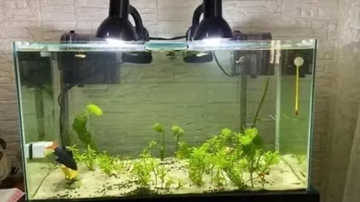 Aquario 84L/5mm Montado Completo + Acessórios + Comida