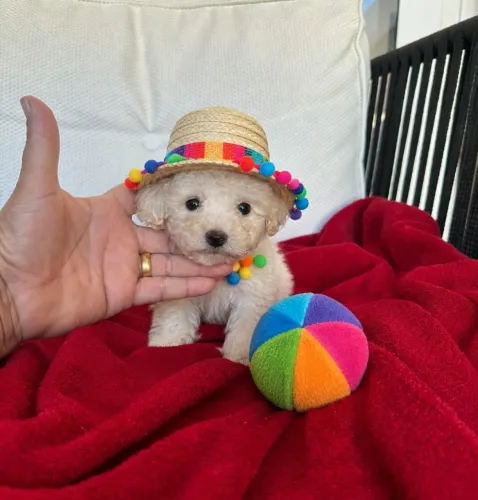 Poodle toy : Vermifugado