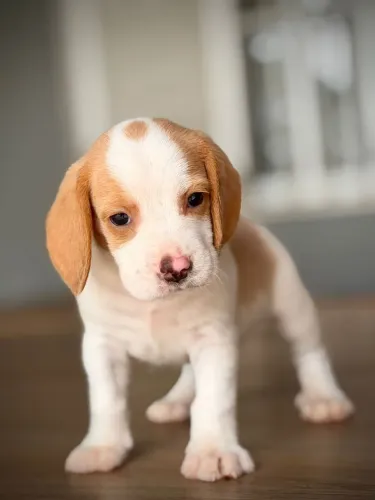 Beagle inglês mini 