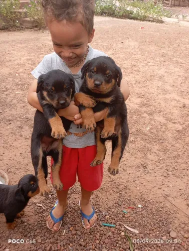 Rottweiler filhote fêmea 