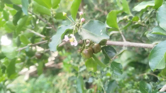 Mudas de acerola produzindo