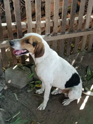 Fox hound Americano