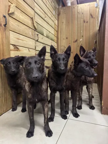 Filhotes de Pastor Holandês - Genética de alto padrão Com pedigree