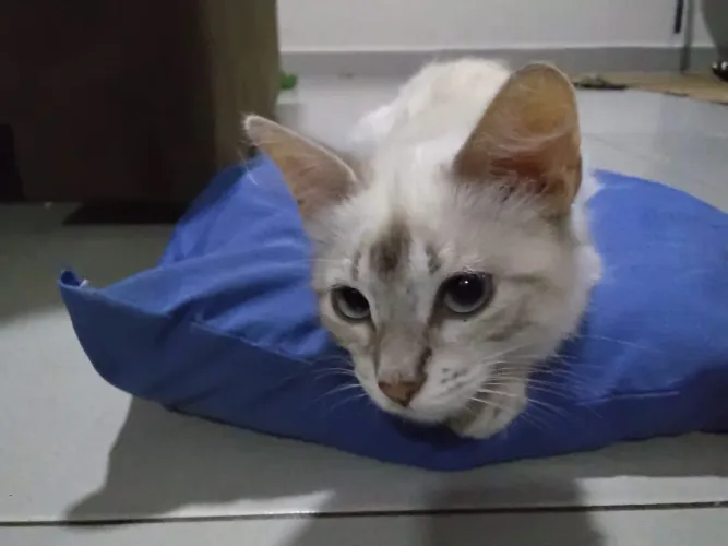 Doação de gatinha