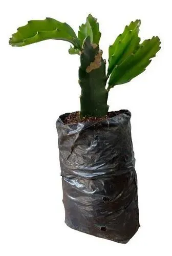 Muda de pitaya auto fértil enraizada.