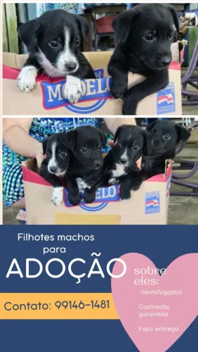 Filhote de cachorro macho preto