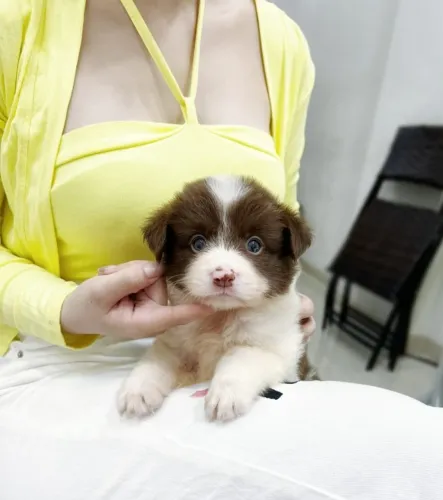 Filhotinhos Border Collie com olhos claros e pelagem densa