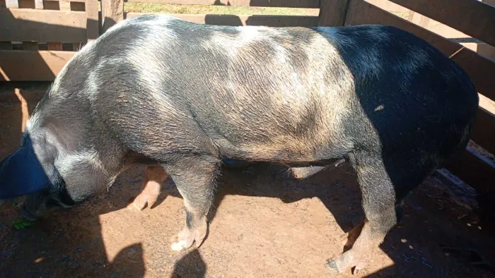 Porco Pial 4 pernil, novo inteiro 