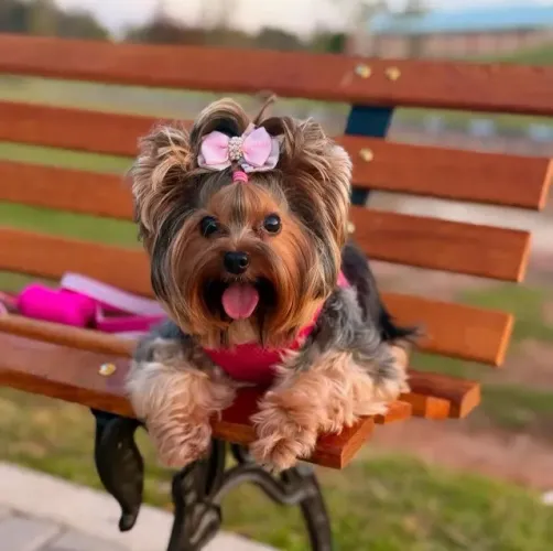 Seu novo melhor amigo tem quatro patas e muito carinho para dar.