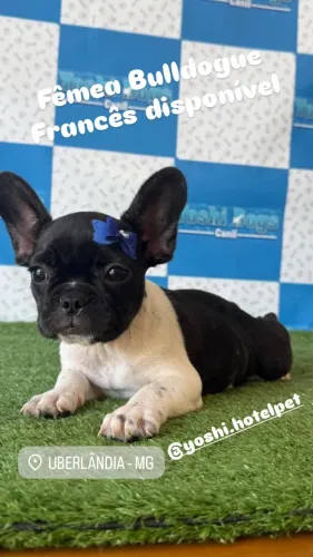 Buldogue Francês femea com entrega imediata