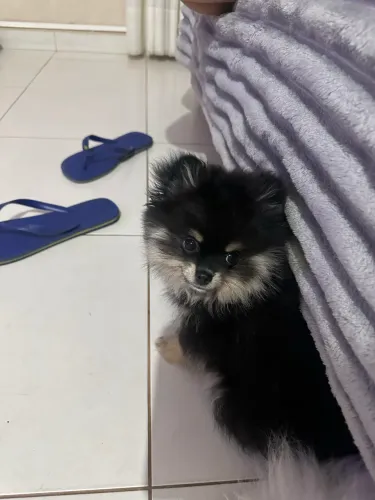 Spitz anão