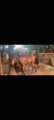 Vende se uma garanhao mestico argentino
