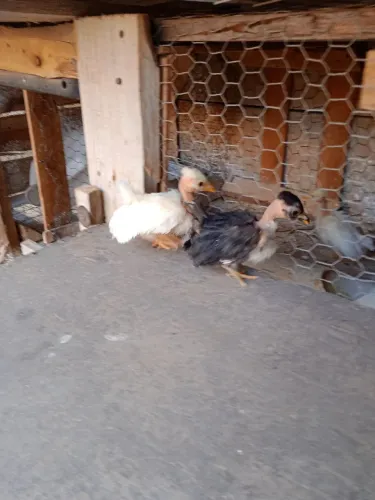 3 pintinhos Nagazaki