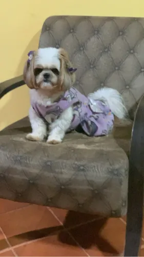Procura-se um namorado de porte pequeno da raça Shitzu