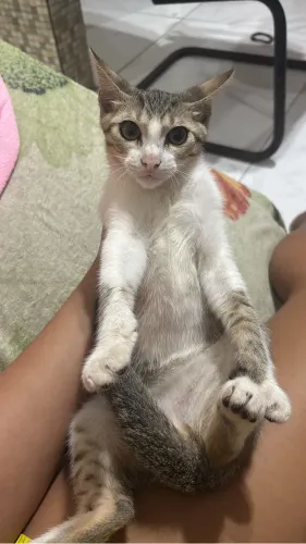 Gatos