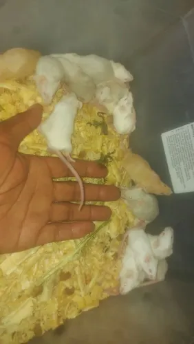 Camundongos