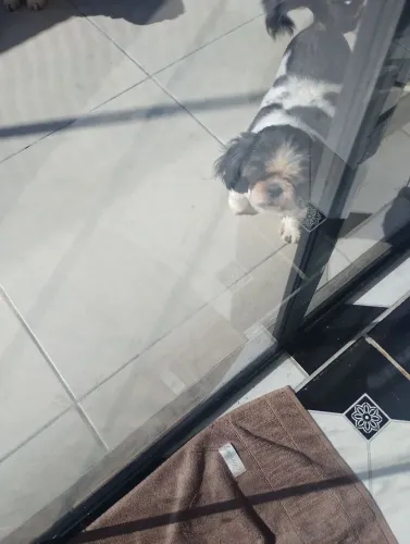 Cachorro 