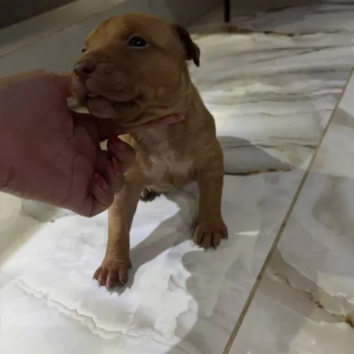 filhote de American bully