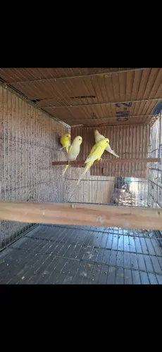 Animais
