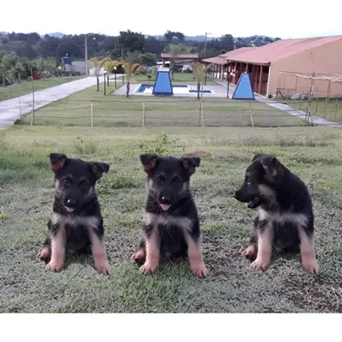 Pastor alemão estilo policial pedigree 