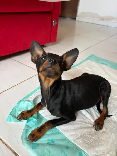 Filhote Pinscher macho 