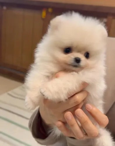  Lulu da Pomerania encanto e alegria junina