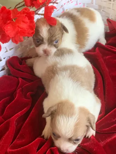 Chihuahua