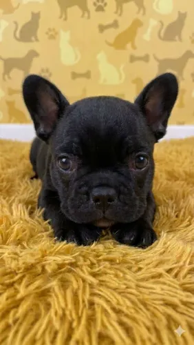 Buldogue francês macho 