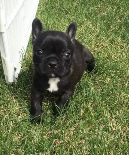 Bulldog frances disponivel