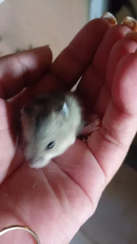 Hamster Anão russo filhotes