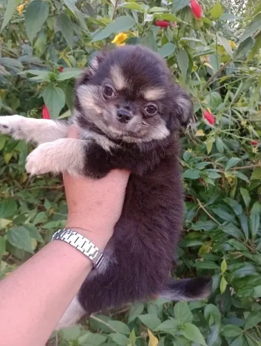 Chihuahua pelo longo, Macho em 10x no cartão.