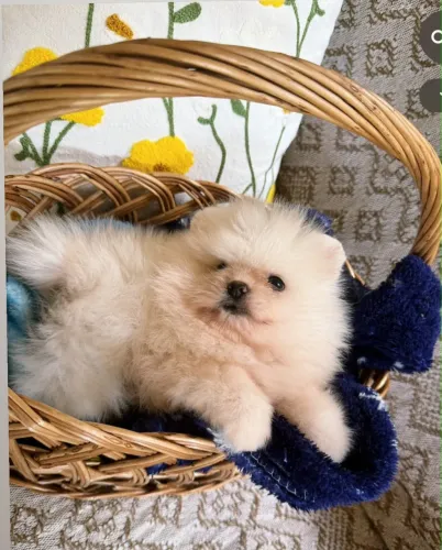 Spitz alemão anão