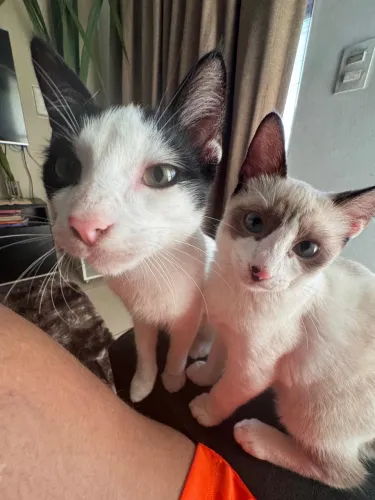 2 gatos com 1 ano de vida para doação