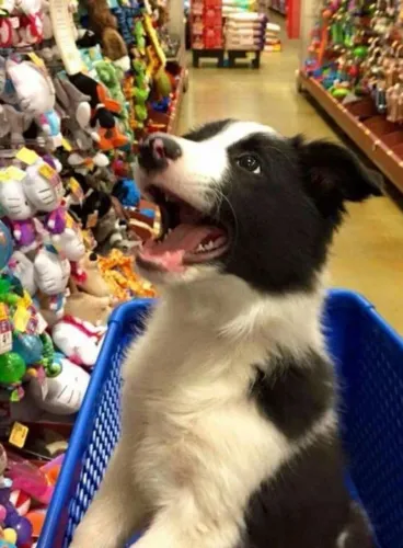 Border Collie - Energia Que Transforma Tudo 