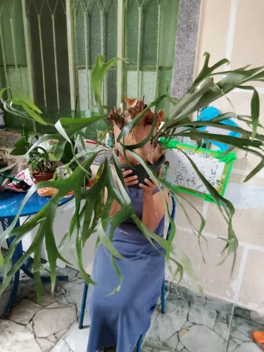 Plantas para alegrar seu dia