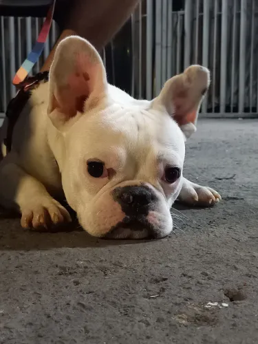 Vendo buldogue francês macho com 9 meses