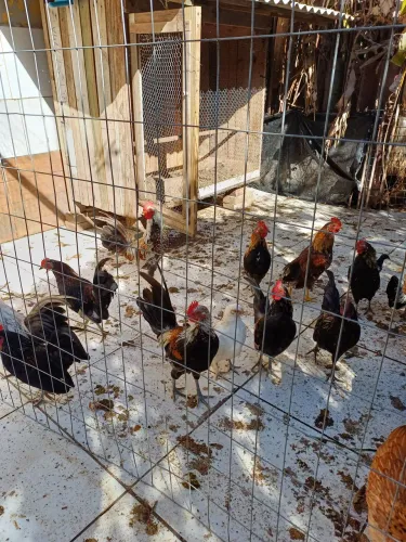 Vendo galos tbm casais de garnizes,