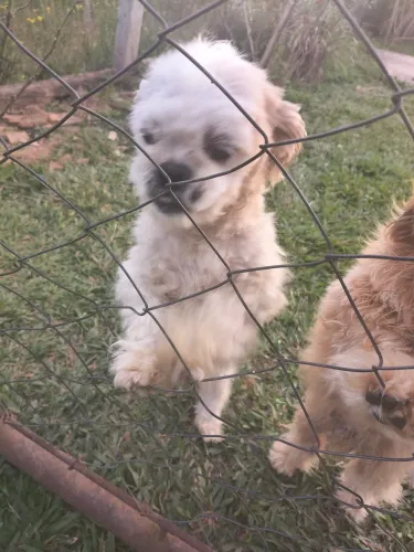 Cachorro Shitzu  macho de 6 meses