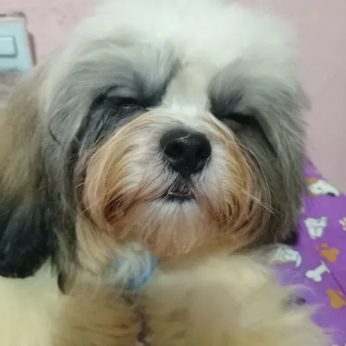 Cachorro shit zu