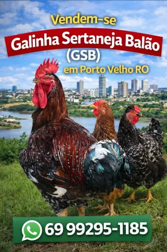 Galinha Sertaneja Balão 