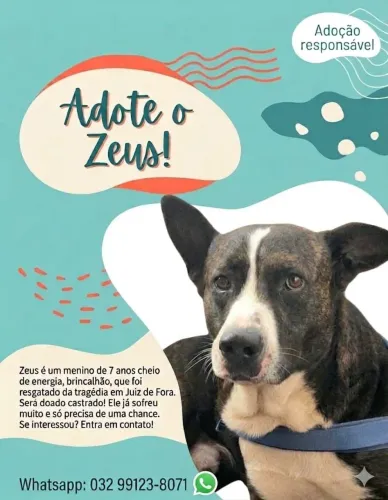 Doação de cachorro