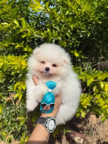 Lulu da pomerania 