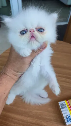 Filhote gato persa