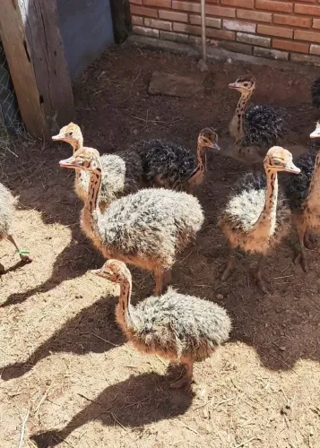 Avestruz African Black