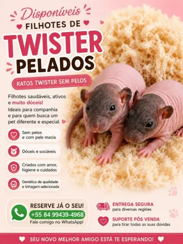 Filhotes de ratos Twister disponível 